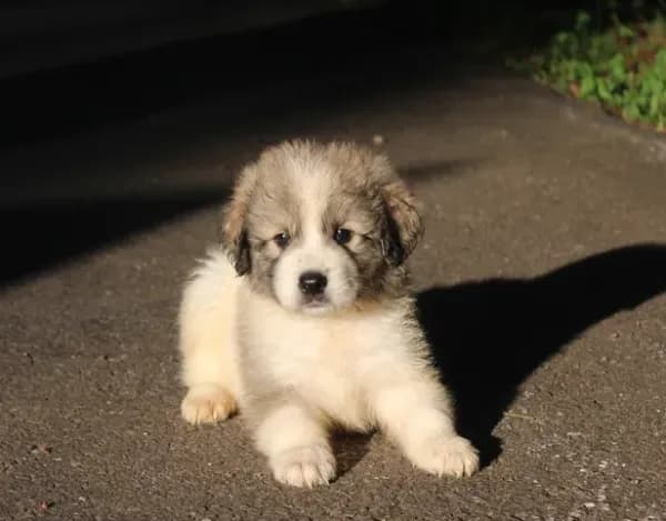 Samson