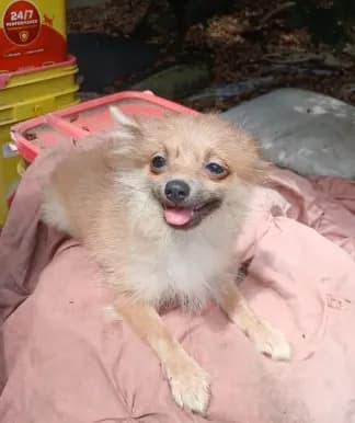 BB
