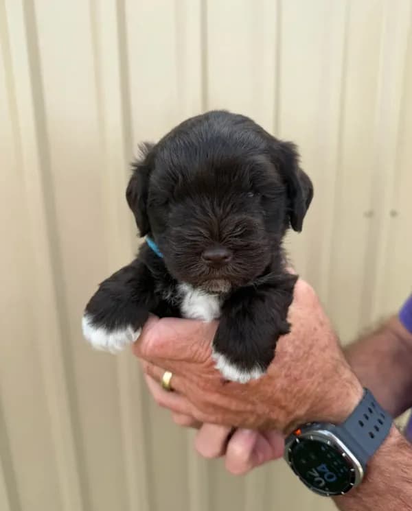 Benji