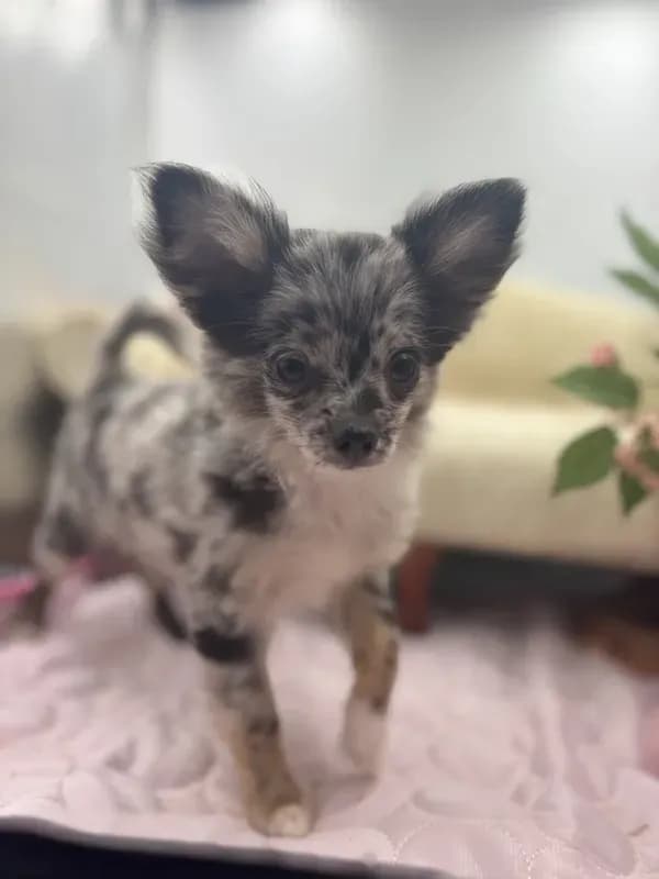 Full AKC Juliette Male # 2