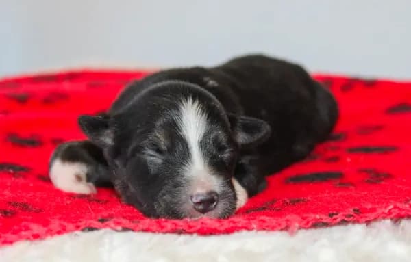 Duke- Black Tri Male