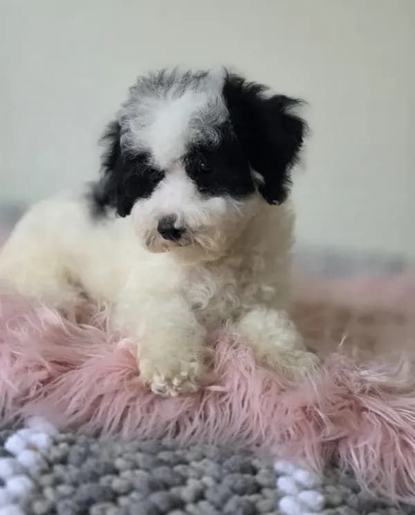 Oreo