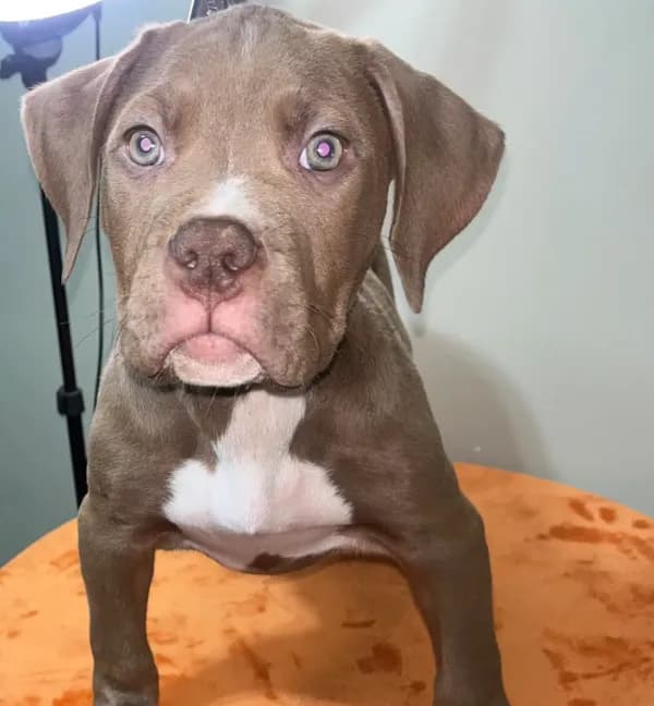 XL AMERICAN BULLY…