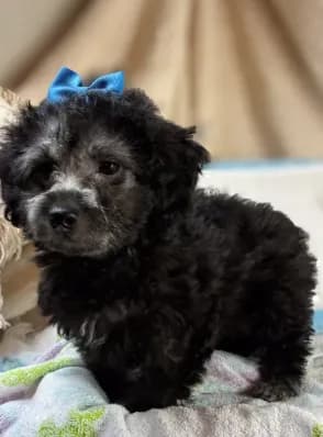 Puppy