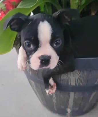 Bonita