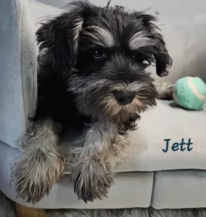 Jett *Reduced*