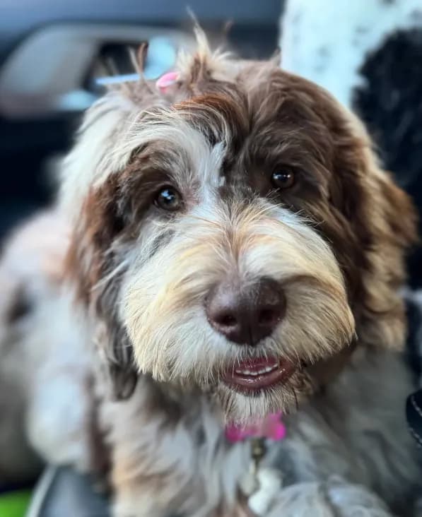 Hazel