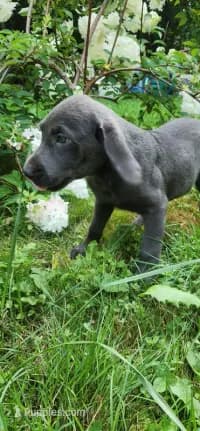 Labrador Retriever puppy